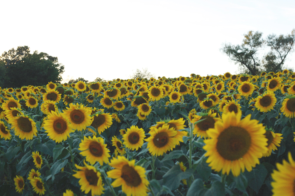 sunflowers3