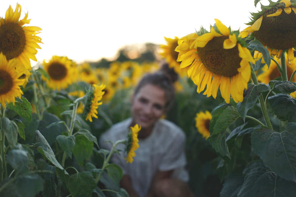 sunflowers5