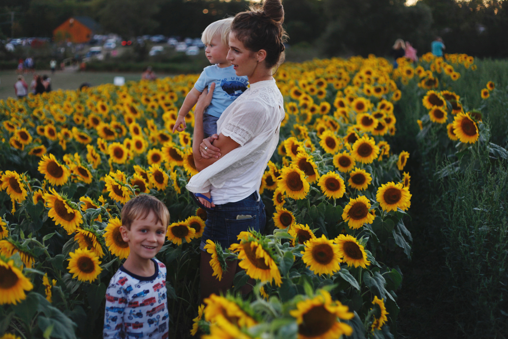 sunflowers6