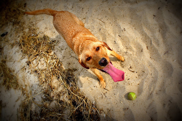 Gracie’s first day at the beach.